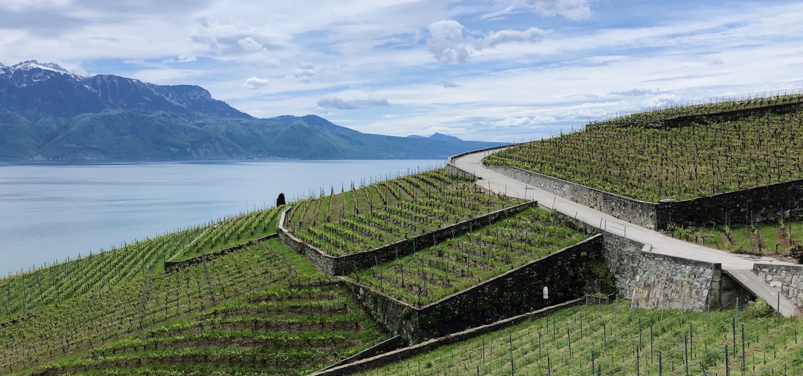 Lavaux vineyards walk