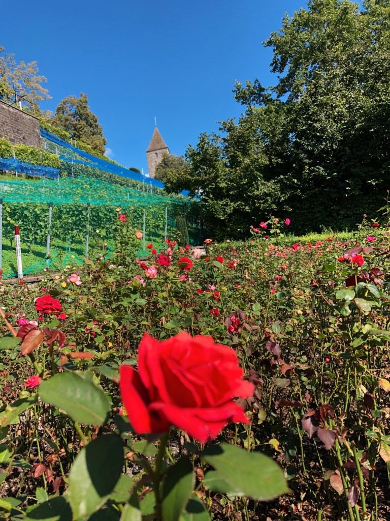 Rapperswil Roses